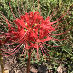 Red Spider Lily