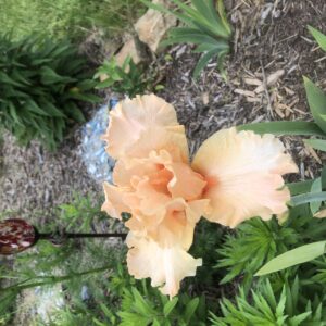 Beverly Sills bearded Iris
