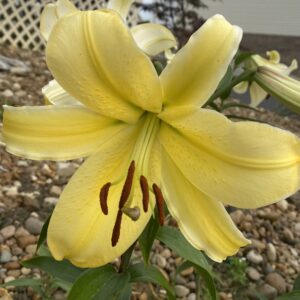 Yellow Stargazer Lily