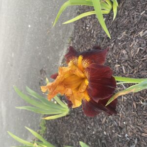 Frimousse bearded iris