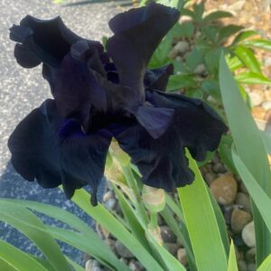Black is Black Bearded Iris
