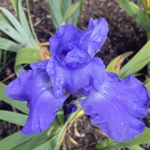 Sugar Blues reblooming bearded iris