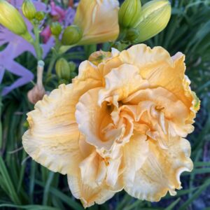 Jean Swann Reblooming Day Lily
