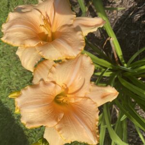 Apricot Sprinkles Day Lily