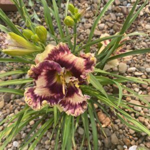 Griffin Miller Day Lily